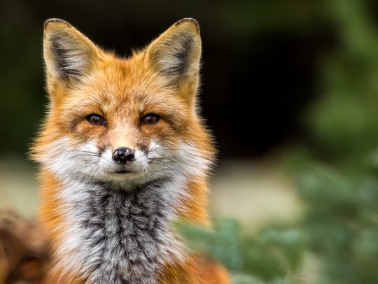 Red Fox - Vulpes vulpes, close-up portrait with bokeh of pine trees in the background. Making eye contact.